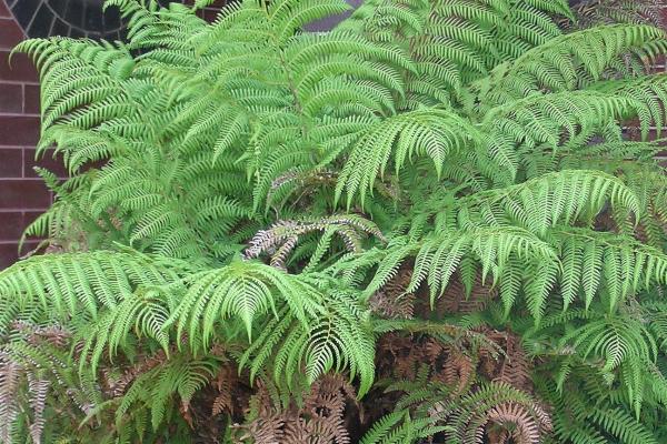 سرخس اسکولنتوم